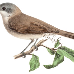 1800 年代のヒメシロエリハゲワシのイラスト 即時ダウンロード、デジタル画像、ビンテージ、DIY クラフト、鳥のクリップアート、JPG、PNG、動物の壁アート、枕