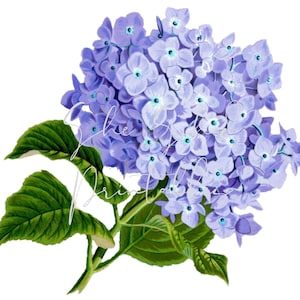 May include: A cluster of light purple hydrangea flowers with green leaves. The flowers are arranged in a rounded shape and have a delicate, vintage aesthetic.