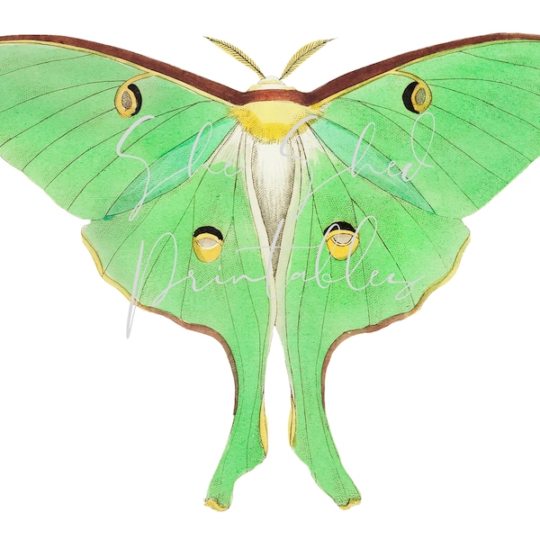 Luna or Large Pea-Green Phalaena Moth Digital Download, Image, Vintage, DIY Crafts, Clipart, Printable, Instant Download, JPG PNG, Wall Art