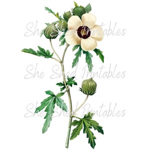 May include: A white flower with a yellow center and green leaves. The flower is on a stem with several buds.