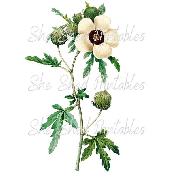 Venice Mallow, (Hibiscus) Téléchargement numérique, vintage, Bricolage, Design de fleurs, Fleur, Fleur, Botanique, Fleur blanche, Téléchargement instantané