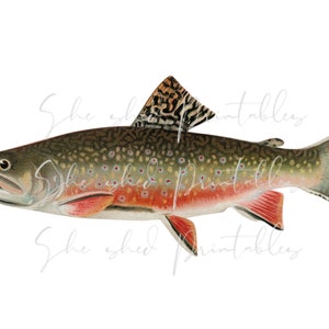 Brook Trout Digital Download, Vintage, DIY Crafts, Clipart, Printable, Downloadable, JPG, PNG, Wall Art, Man Cave, Lake, Fisherman