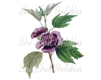 Purple Hibiscus Digital Download, Image, Vintage, Clipart, DIY Crafts, Flowering Plant, PNG, JPG, Wall Art, Instant Download