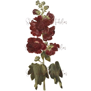 Dark Burgundy Hollyhock Digital Download, Image, Vintage, Printable, Clipart, DIY Crafts, Flowering Plant, PNG, JPG
