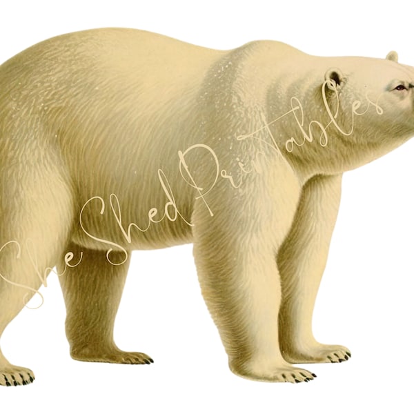 1800's Polar Bear Digital Download, Vintage, DIY Crafts, Clipart, Printable, JPG PNG Animal, Wall art, Illustration Winter Christmas Clipart