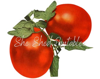 May include: Two red ripe tomatoes with green leaves attached. The tomatoes are round and smooth, with a glossy finish. The leaves are a vibrant green and have a slightly textured surface.
