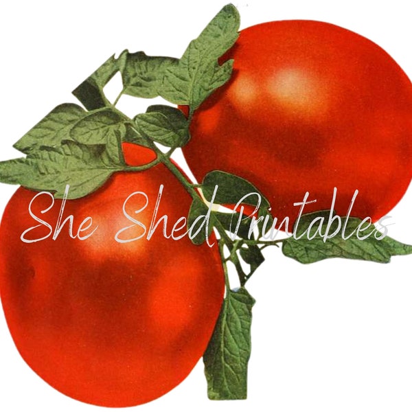 Tomato Digital Download, Vintage, Clipart, DIY Crafts, Food, PNG, JPG, Illustration, Instant Download, Vegetable, Garden