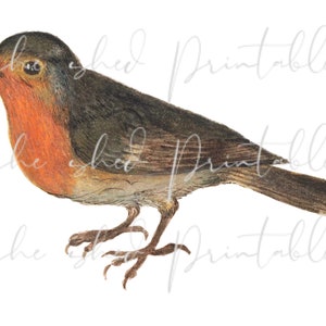 1500&#39;s Robin Illustration Instant Download, Digital Image, Vintage, DIY Crafts, Clipart, JPG, PNG, Bird, Animal