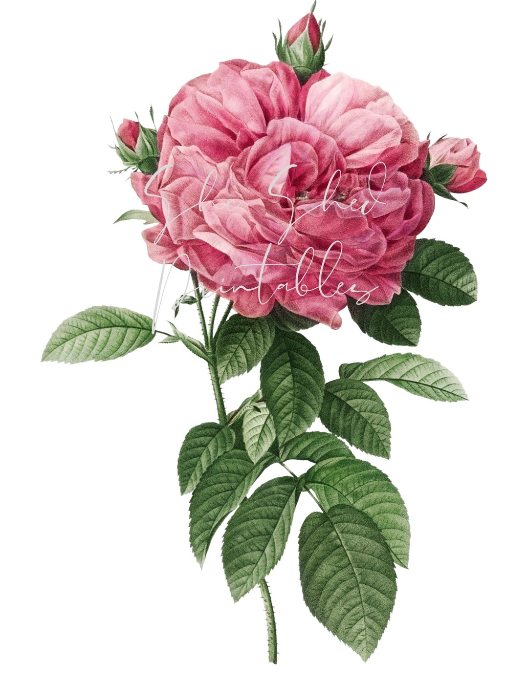 Pink Roses For Design Pink Roses Digital Download, Digital Image, Instant Download, Vintage ...