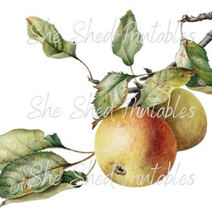 Apple Illustration Digital Download, Image, Vintage, Printable, Clipart, DIY Crafts, Plant, Botanical, Fruit, 1800's
