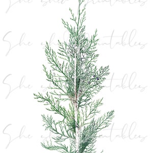 Puede incluir: Una rama de conífera con pequeñas bayas de color azul oscuro. Las hojas son de un verde intenso y las bayas están agrupadas.