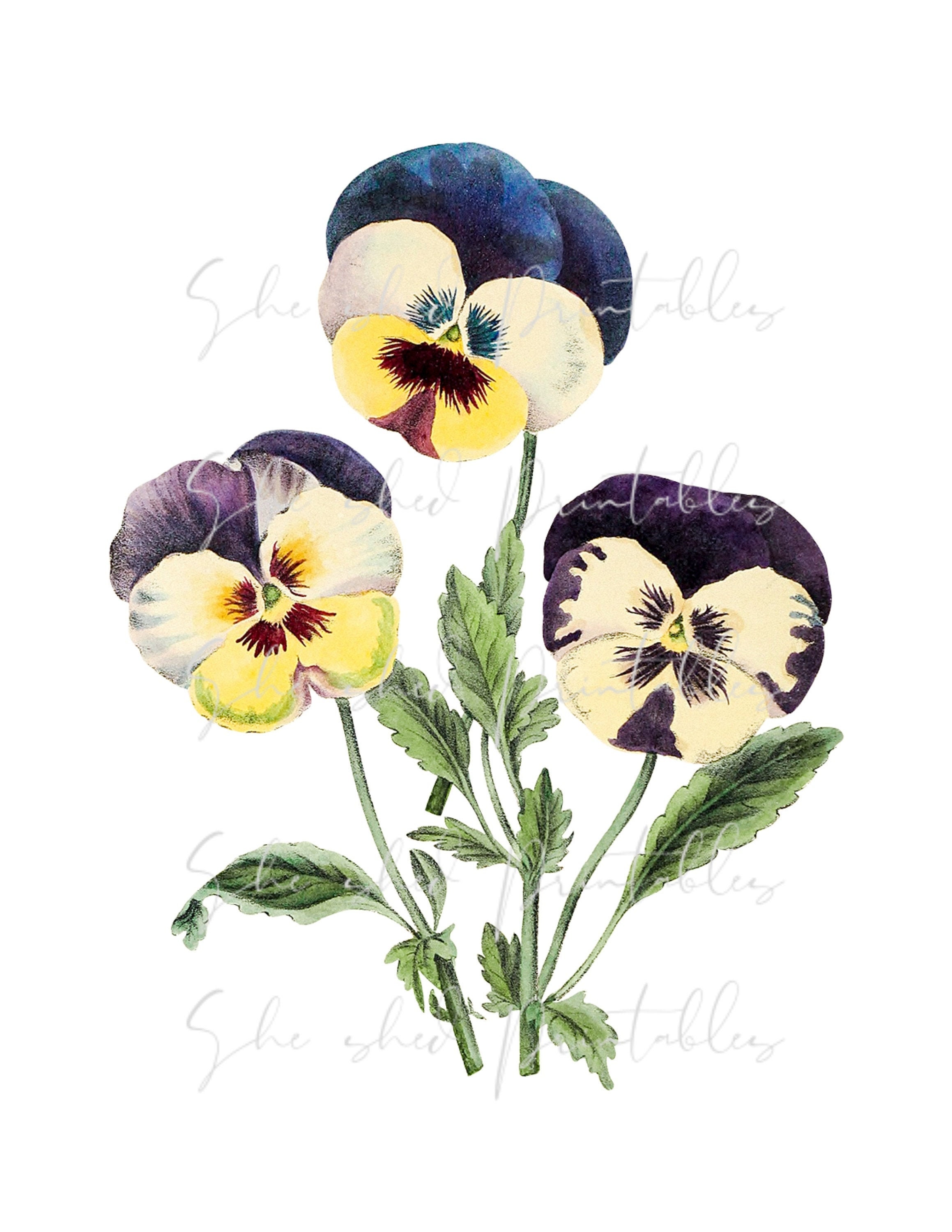 手描きの野生のパンジーの花の水彩画イラスト デジタルダウンロード