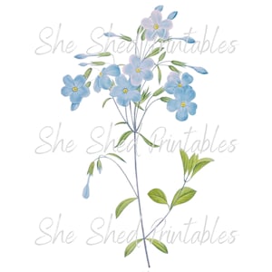 May include: A watercolor illustration of a cluster of light blue flowers with green stems and leaves. The flowers have five petals each and a yellow center.