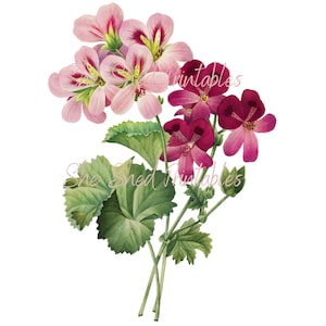 Storchschnabel, Geranie digitaler Download, Vintage, DIY Basteln, Blumendesign, Blüte, Blüte, botanisch, digitaler Bild Sofort Download Clipart
