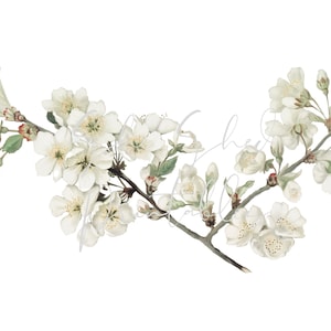 Flores de maçã de um cartão vintage Download digital, imagem, clipart vintage artesanato faça você mesmo, planta, 1800, botânico, PNG, JPG, galho de árvore