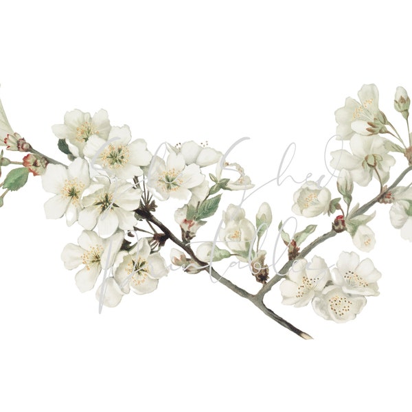 Apple Blossoms from a Vintage Card Digital Download, Image, Vintage Clipart DIY Crafts, Plant, 1800's, Botanical, PNG, JPG, Tree Branch