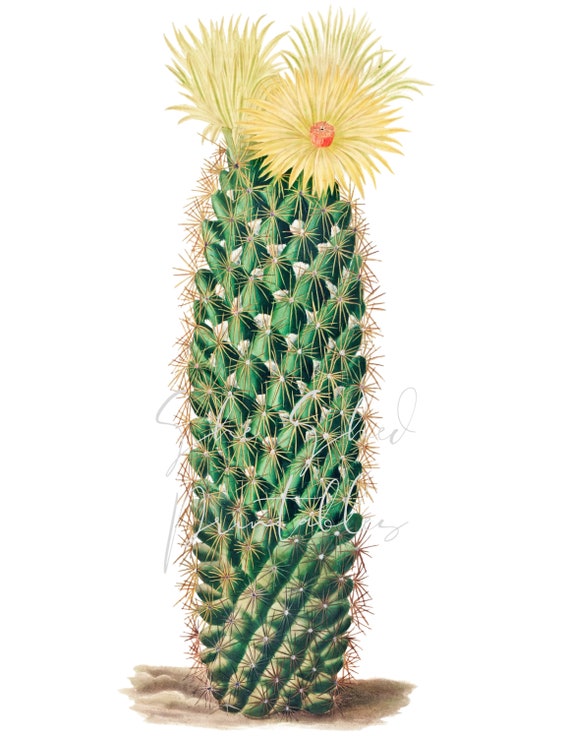 Igel Kaktus saftig botanische digitale Download, Bild, Vintage Clipart DIY  Handwerk Pflanze, 1800, Kaktus, gelbe Blumen - Etsy Schweiz