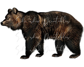 1800's Brown Bear Digital Download, Vintage, DIY Crafts, Clipart, Printable, JPG PNG Animal, Wall art, Illustration