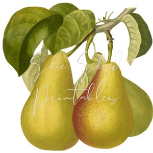 Pear Illustration Digital Download, Image, Vintage, Clipart, DIY Crafts, Fruit Design, Food, Wall Art, Home Decor, Instant Download