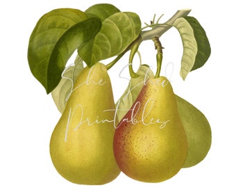 Pear Illustration Digital Download, Image, Vintage, Clipart, DIY Crafts, Fruit Design, Food, Wall Art, Home Decor, Instant Download