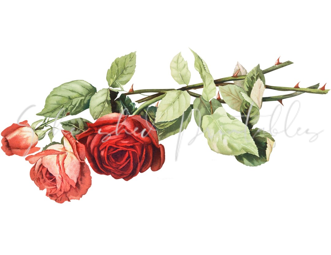 Pink and Red Rose Digital Download, Vintage, DIY Crafts, Digital Image ...