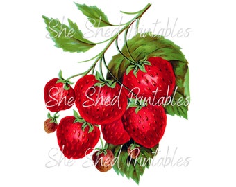 May include: A cluster of red strawberries with green leaves, hanging from a vine. The strawberries are ripe and juicy, with a glossy finish.