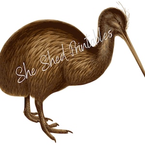 May include: A brown kiwi bird with a long, thin beak and feathery brown plumage. The bird is standing on a white background.