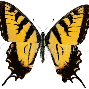 Eastern Tiger Swallowtail Butterfly Digital Download, Image, Vintage, DIY Crafts, Butterfly Clipart, JPG PNG, Wall Art, 1800&#39;s, Yellow Black