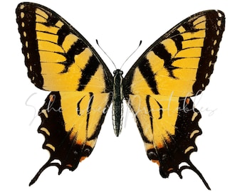 May include: A detailed illustration of a butterfly with yellow and black wings. The wings have a striking pattern of black stripes and spots against a yellow background. The butterfly is centered on a white background.