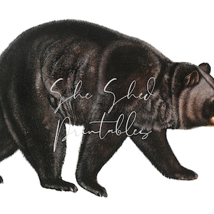 1800&#39;s American Black Bear Digital Download, Vintage, DIY Crafts, Clipart, Printable Instant Download, JPG PNG, Illustration, Cabin Wall Art