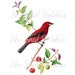 see more listings in the Birds section