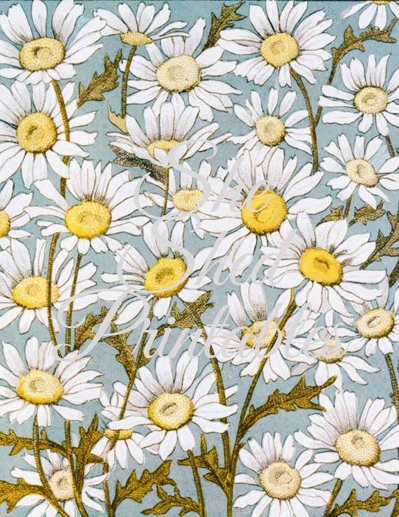 Vintage Daisies Wallpaper