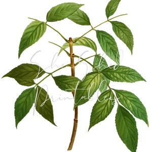 American Ash Digital Download, Image, Vintage Clipart DIY Crafts, Plant, 1800&#39;s, Botanical, Tree Leaf, PNG, JPG, Tree Branch