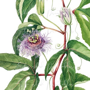 May include: A watercolor painting of a passionflower vine with green leaves and purple flowers. The vine is depicted with a red stem and the flowers have a white center with yellow accents.