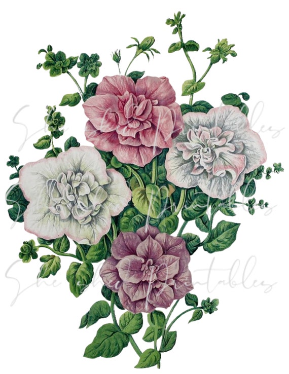 絵画】ペチュニア