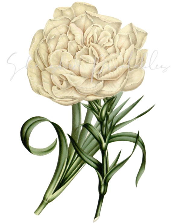 Gilly Flower Dianthus Digital Download, Instant Download, Vintage, DIY  Crafts, Flower Design, Plant, PNG, JPG, Botanical, 1800's, Garden