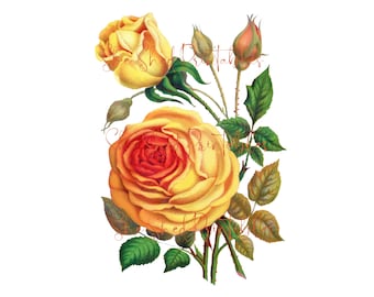 Vintage Yellow Rose Ilustración Descarga digital, Descarga instantánea, Manualidades de bricolaje, Clipart, JPG, PNG, Flor, Floral, Botánico