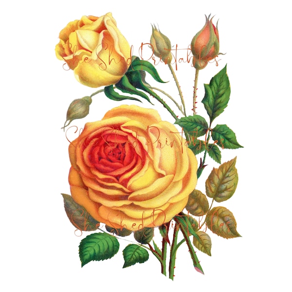 Vintage Yellow Rose Illustration Digital Download, Instant Download, DIY Crafts, Clipart, JPG, PNG, Flower, Floral, Botanical