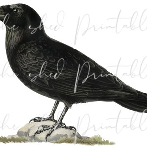 Raven Printable Digital Download, 1800&#39;s, Vintage Illustration, DIY Crafts, PNG JPG Image, High Quality, Bird