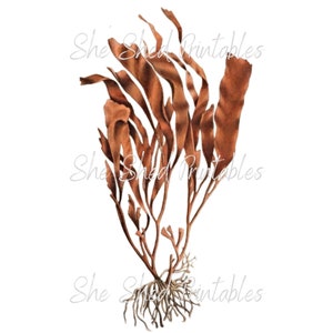 Seaweed Digital Download, Image Vintage, DIY Crafts, Clipart, Instant Download, JPG, PNG, Wall Art, Ocean, Marine Life, Reef