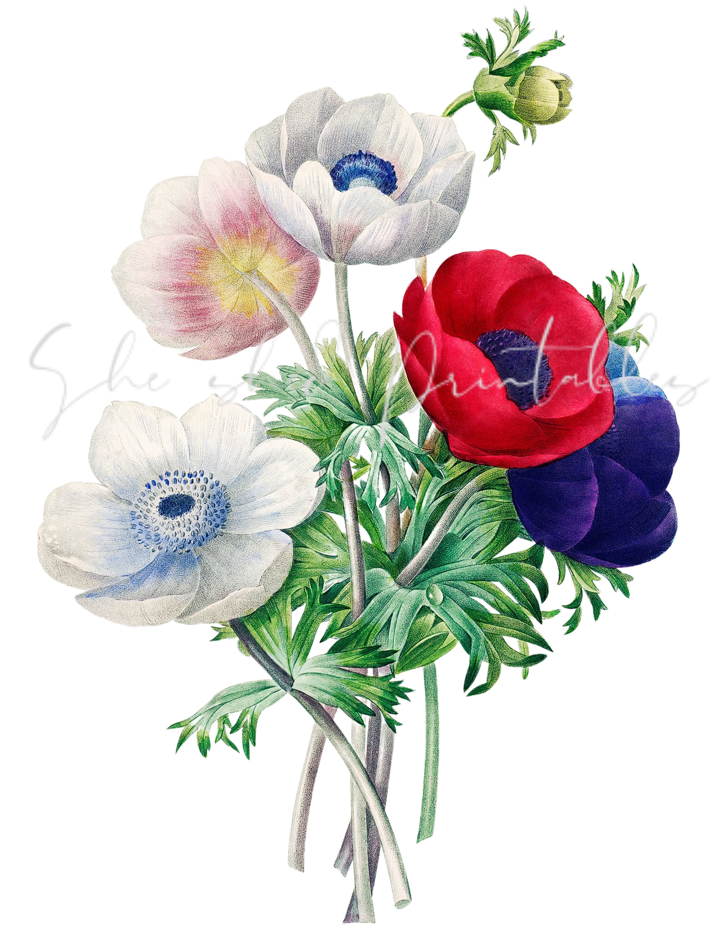 Anemone Flowers Digital Download Image Vintage Printable - Etsy Anemone Flowers Digital Download Image Vintage Printable - Etsy