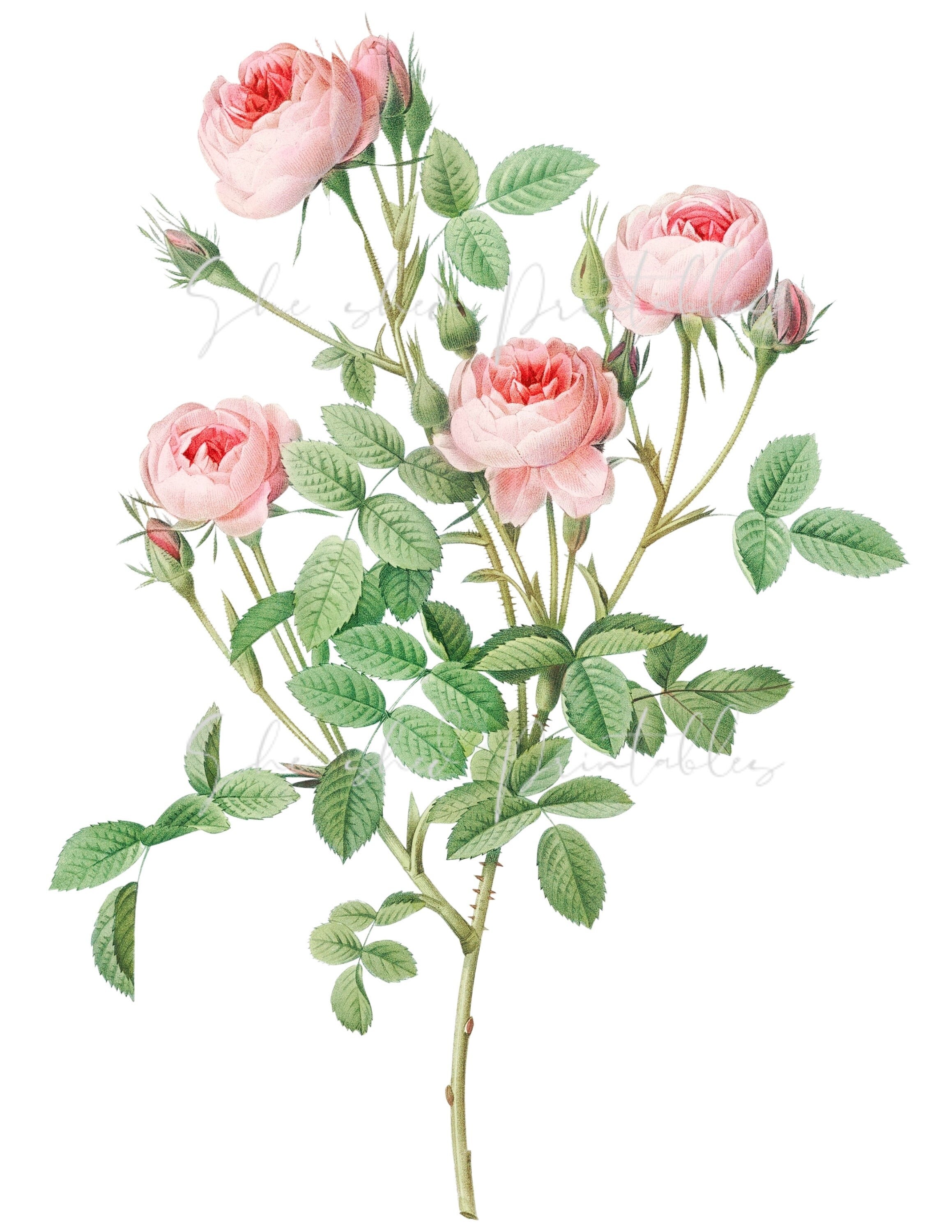 Descarga digital de rosas borgoñas imagen digital descarga | Etsy