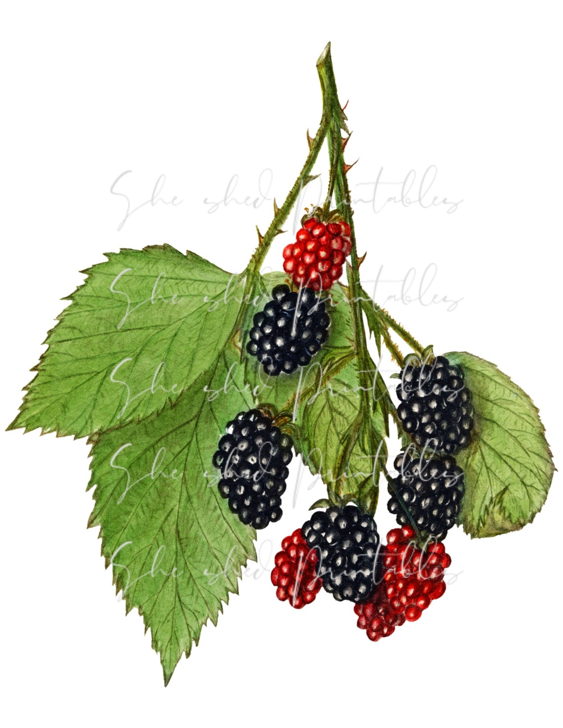 Blackberries Illustration Digital Download Image Vintage Etsy India