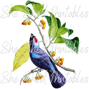 Blue Tanager Bird Instant Digital Download, Digital Image, Vintage, DIY Crafts, Clipart, JPG, PNG, Wall Art, Bird, Tropical, Wall Art