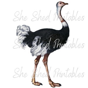Ostrich Digital Download, Vintage, DIY Crafts, Clipart, JPG PNG Animal, Wall art, Illustration, Instant Download, Zoo Jungle Animal, Bird