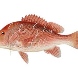 Red Snapper Digital Download, Vintage, DIY Crafts, Clipart, Printable, Downloadable, JPG, PNG, Wall Art, Man Cave, Lake, Fisherman, 1800&#39;s