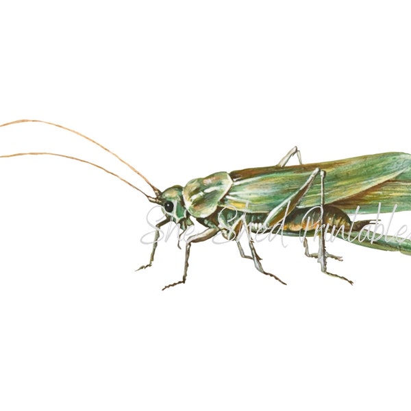 Grasshopper, Locust Printable Digital Download, 1700's, Vintage Illustration, DIY Crafts, PNG JPG Image, High Quality, Insect