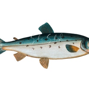May include: A detailed illustration of a blue and silver fish with black spots. The fish has a slightly open mouth and a yellow fin.