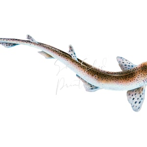 May include: A watercolor illustration of a spotted dogfish shark swimming with its head tilted upwards. The shark is brown with white spots and has a long, slender body.