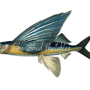 May include: A detailed illustration of a flying fish with blue and yellow scales. The fish has large, wing-like fins and a long, slender body.